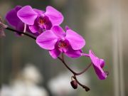 Orchideeën / Phalaenopsis
