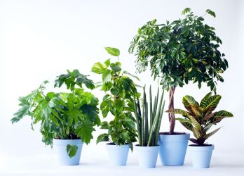 Mannenplanten: woonplanten van de maand juni 2017