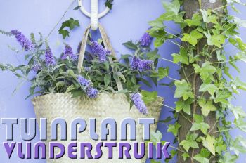 Tuinplant van de Maand augustus: Vlinderstruik