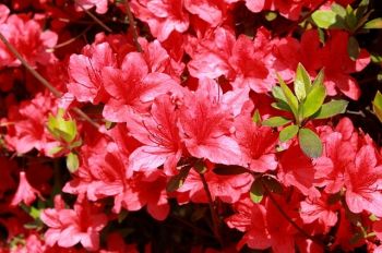 Tuinplant van de Maand maart: azalea