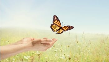 Vlinders tellen en vlindervriendelijke tips