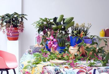Woonplant van de maand mei: Tropische schoonheden