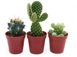 Cactussen en vetplanten